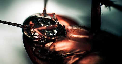  CHINCHE , CHINCHES , CHINCHE DE CAMA